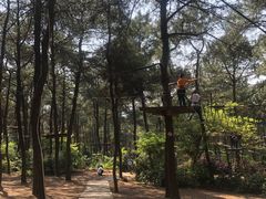 -铁山坪森林公园