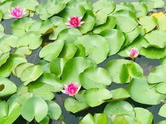 -昆山城市生态森林公园