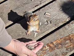 -五营红松林海景区