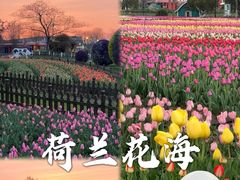 -荷兰花海