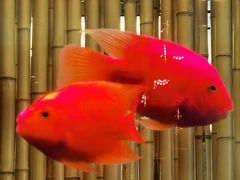 -原鄉本味 楚菜 丹江口鱼(北苑店)