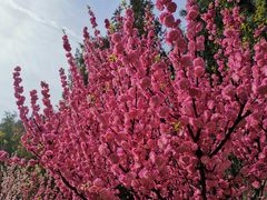 -北京鹫峰国家森林公园