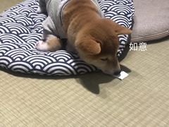 -逗柴咖啡屋·狗咖猫咖宠物桌游