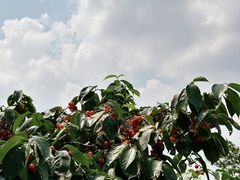 -桃源山庄·水蜜桃采摘·柴火鸡·烧烤团建(龙泉山店)