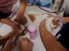 -达爱动物医院·犬猫分区·CT·复杂眼科(远洋山水分院)