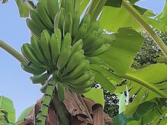 -云溪植物园
