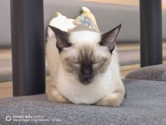 -喵园·猫主题咖啡厅·撸猫·猫咖(国贸店)