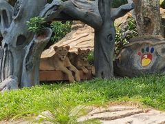 -海南热带野生动植物园