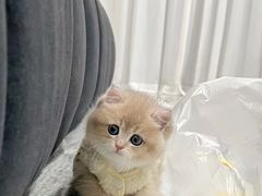 -欣宠猫屋·矮脚拿破仑·蓝金金渐层