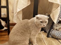 -猫友咖啡店(玉林西路店)