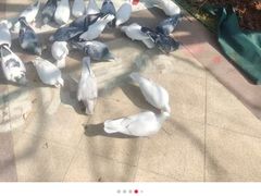 -青岛鑫江温德姆酒店