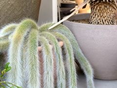 -自由生长植物工作室(深港花卉中心店)