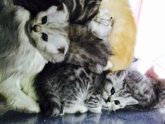-喵的天空名猫咖啡馆·撸猫·猫舍·用品