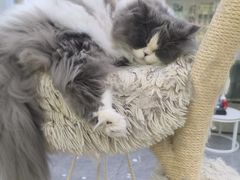 -爱洗澡的猫(天河路店)
