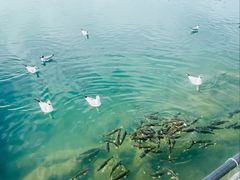 -青海湖国家重点风景名胜区