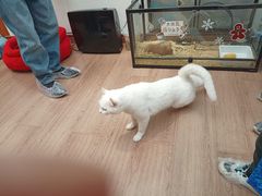 -有猫主题·治愈系猫咖(曾厝垵店)