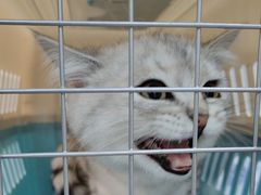 -中农国际动物医院24小时·猫科·骨科·急重症中心