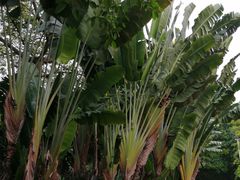 -云溪植物园