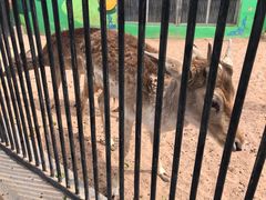 -鄂尔多斯野生动物园