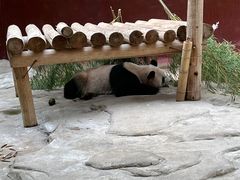 -杭州野生动物世界