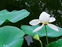 -郑东新区湿地公园