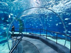 -上海海洋水族馆