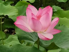 -莲花池公园