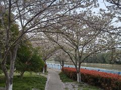 -高东镇樱花园