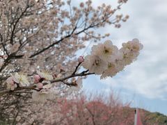 -苏州上方山国家森林公园