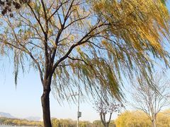-石家庄市植物园