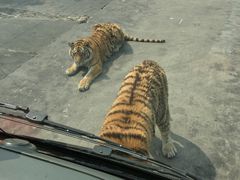 -西安秦岭野生动物园