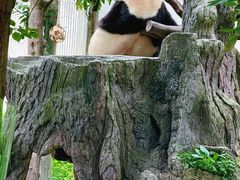 -卧龙中华大熊猫苑神树坪基地