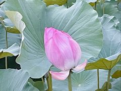 -风渡嘉荷·美式西餐厅·招牌汉堡·烤鸡·牛排(西三旗金隅店)