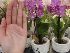 -宜家餐厅(backebol)