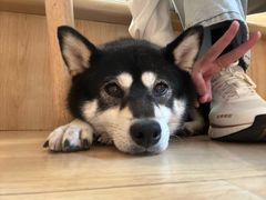 -柴の食堂·日式家庭料理·熊之肆(大学路店)