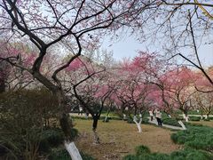 -杭州植物园