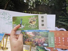 -西双版纳原始森林公园