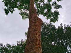 -中国科学院西双版纳热带植物园