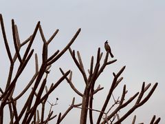 -福田红树林生态公园
