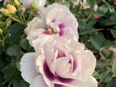 -人民公园(罗湖区)