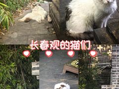 -武汉长春观