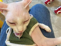 -猫力发电所·宠物专门店