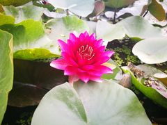 -白洋淀景区
