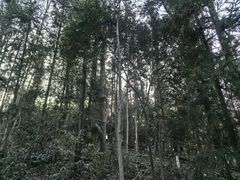 -潜山国家森林公园