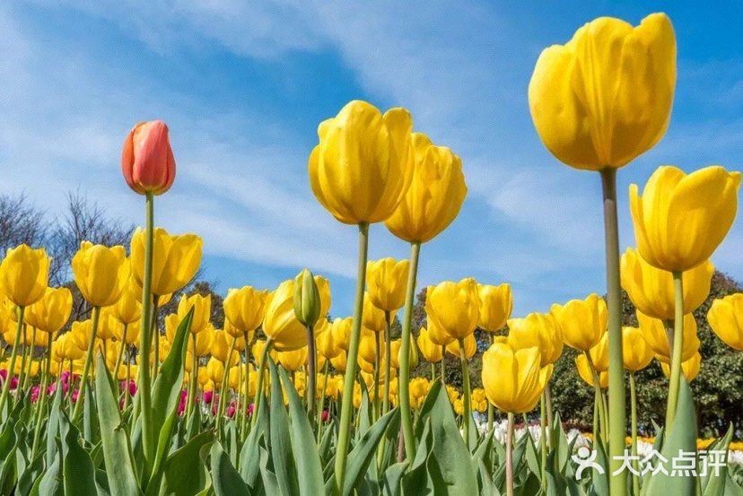 北外滩滨江绿地图片