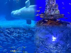 -海合安武汉极地海洋公园