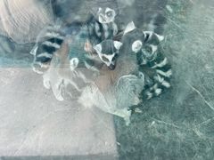 -横道河子东北虎林园