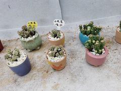 -海上花岛玫瑰园采摘