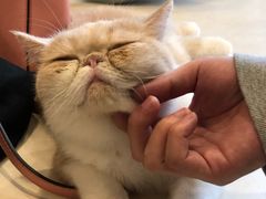 -飞行喵MR PILOT|猫舍·猫咖(静安大融城店)