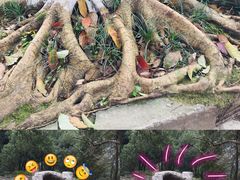 -南山植物园